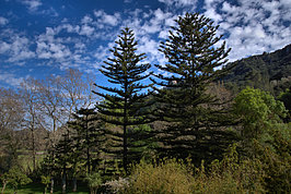 Bernhard Saalfeld - DSC05790 -1